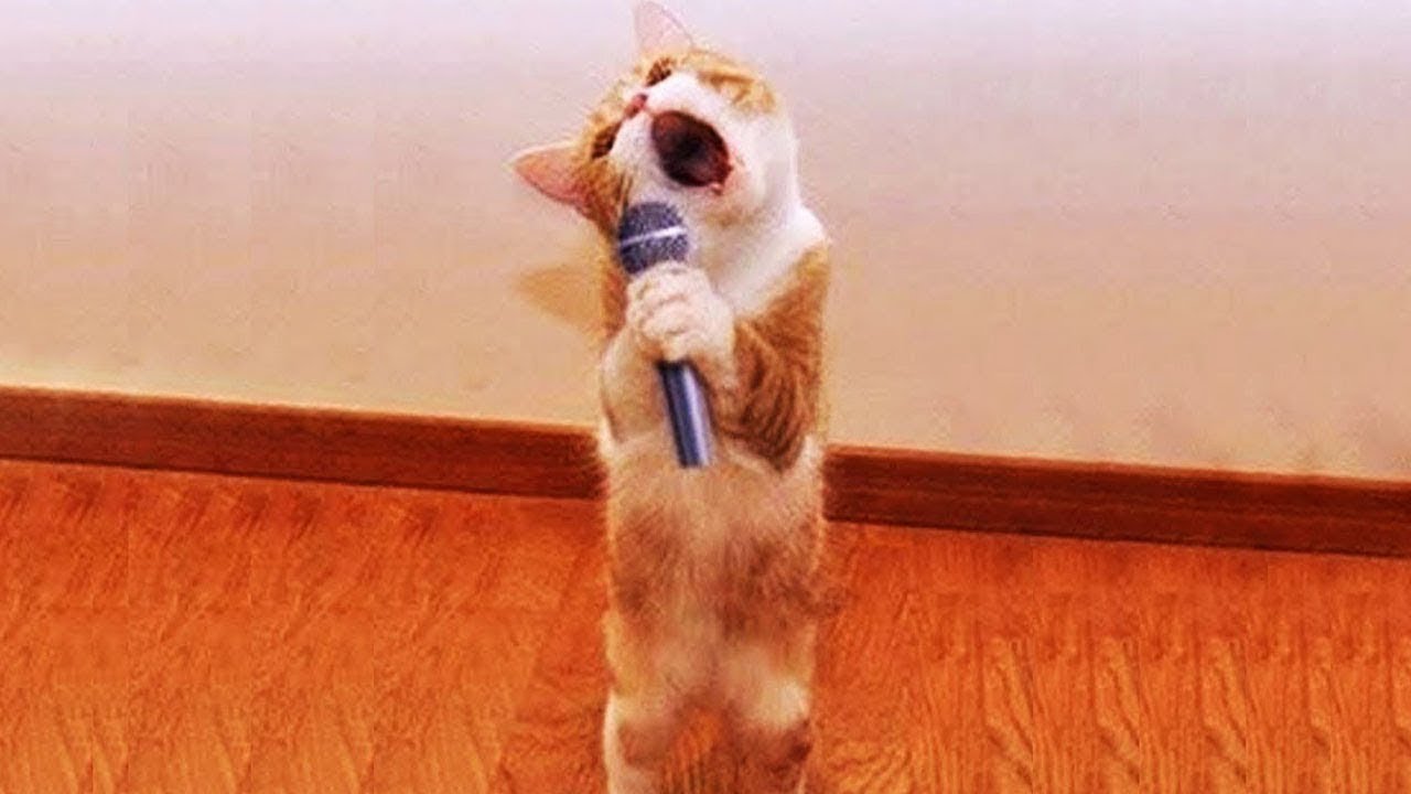 Top Funniest Cats and Dogs Videos | Try Not to Laugh