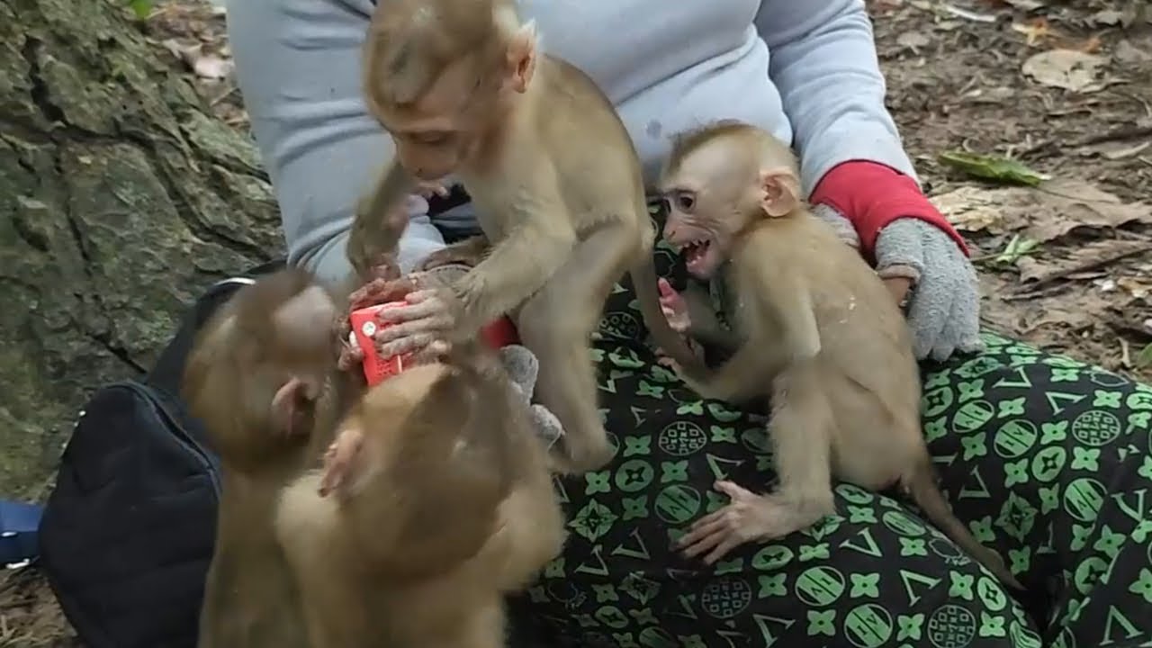 ADORABLE Abandoned Baby Monkey Milk Time with Mom KT! ❤️ Daily Feedings You Can't Miss!