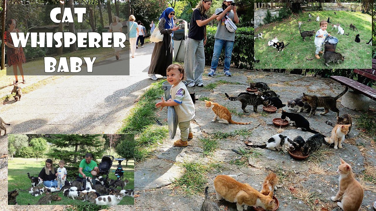 Крошечный малыш появился среди сотен кошек, и мир на несколько часов стал еще прекраснее.