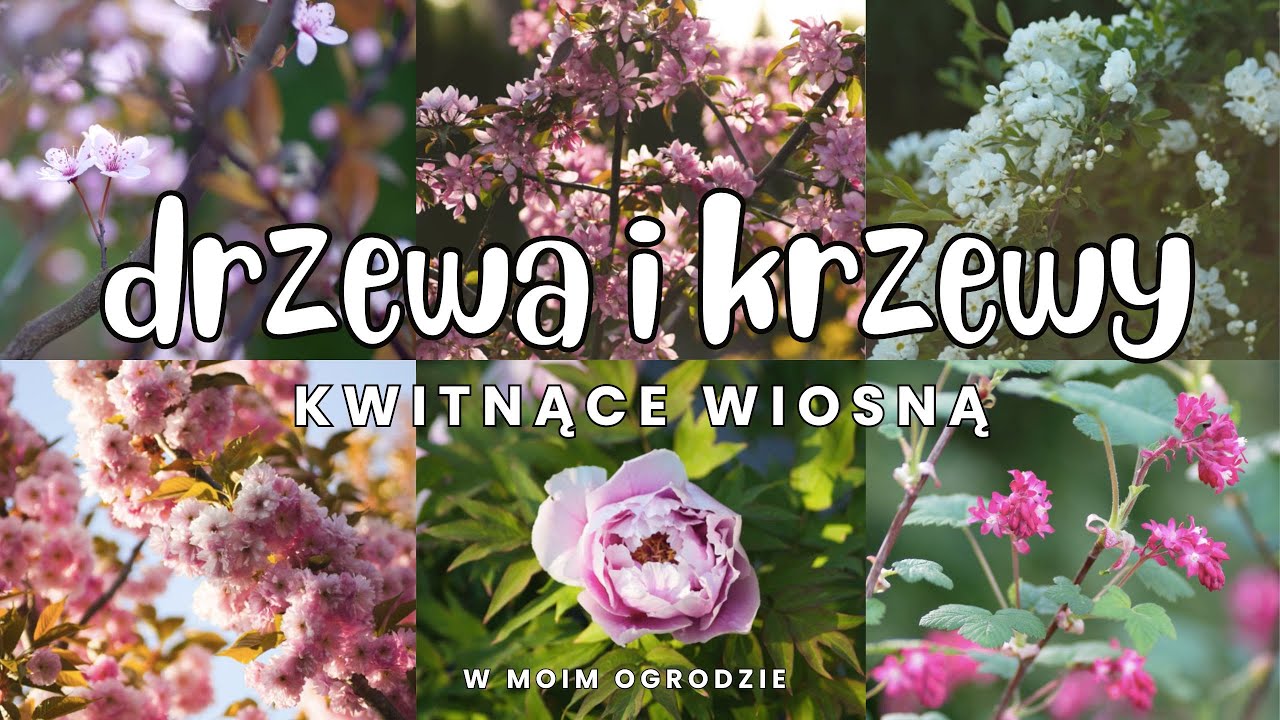 Te drzewa i krzewy pięknie kwitną wiosną 🌸 Moje doświadczenia i ulubione odmiany
