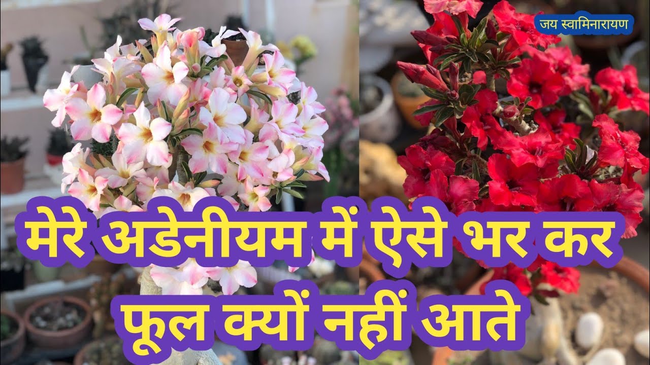 Adenium Flowering  | Adenium Not Flowering | Howe To Increase Flowering In Adenium