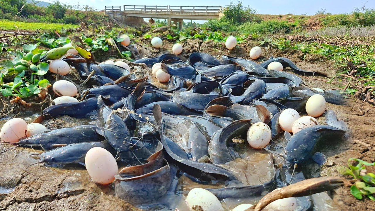 Wow, a woman caught a lot of fish in a pond with her hands.