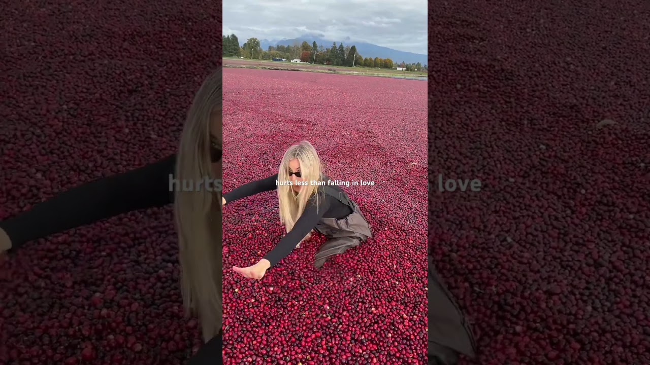 Meanwhile at the Cranberry bog&hellip; #cranberryfarm #oceanspray #cranberrybog