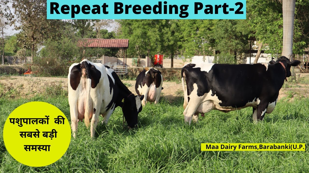 Repeat Breeding Part-2 || पशु पालकों की सबसे बड़ी समस्या || Maa Dairy Farms,Barabanki (U.P.)