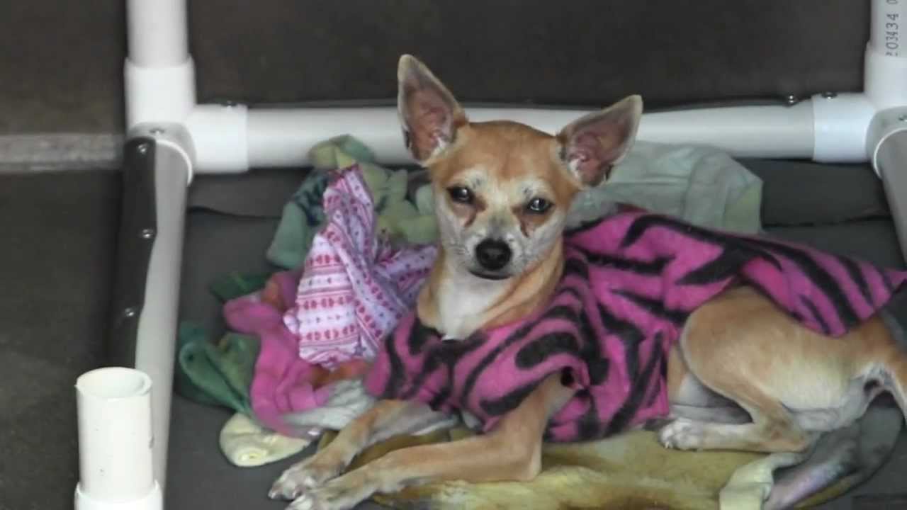 OC Animal Shelter Dogs 3