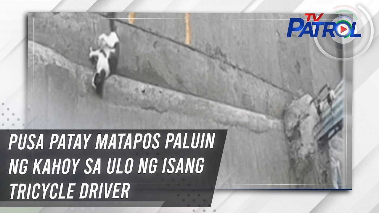 Pusa patay matapos paluin ng kahoy sa ulo ng isang tricycle driver | TV Patrol