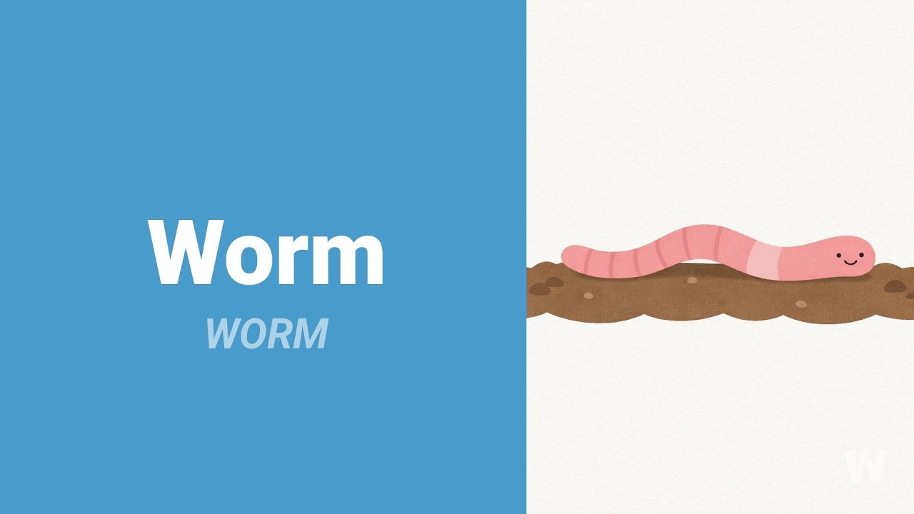 How to Pronounce Worm?