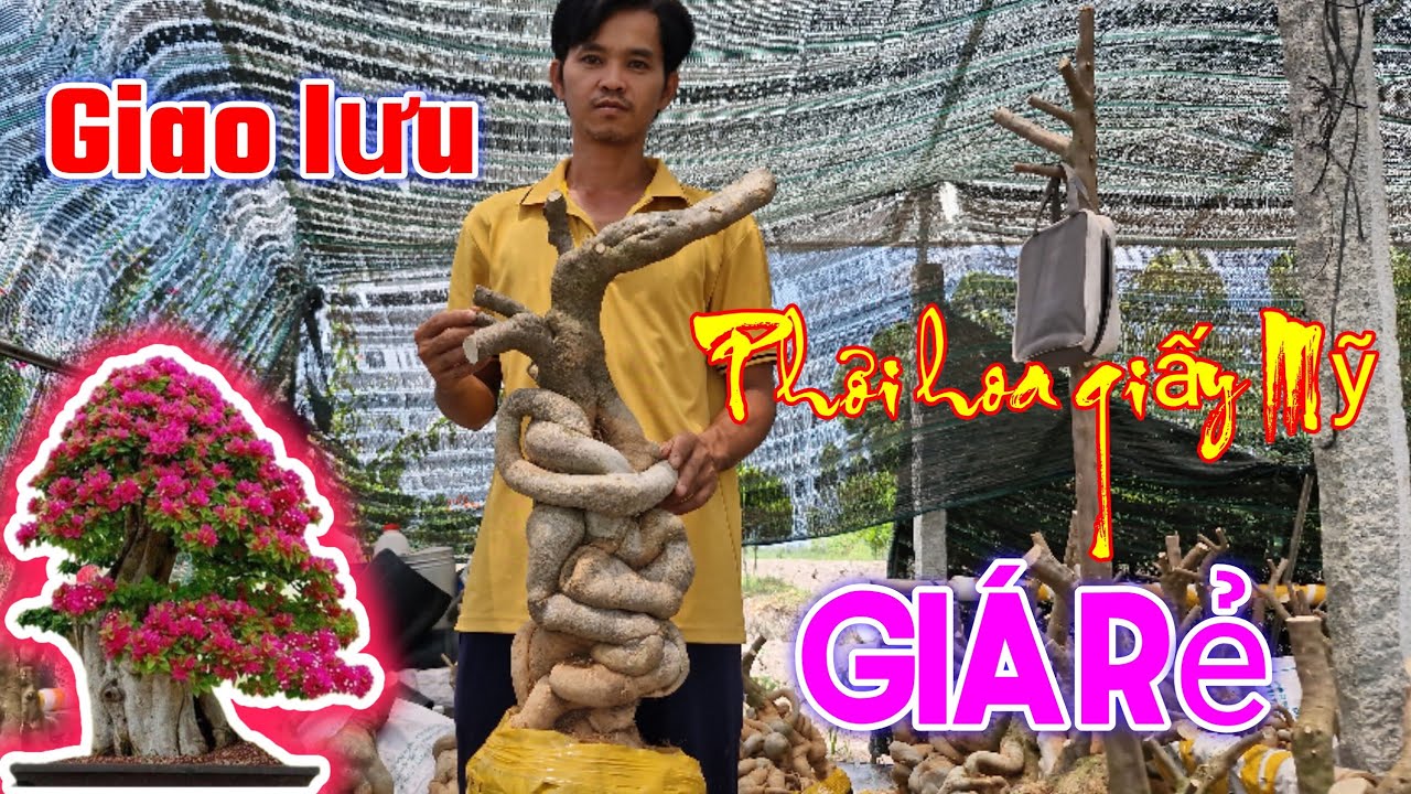 Phôi hoa giấy Mỹ củ đặc dáng trực, giao lưu giá rẻ bao sống bao ship toàn quốc 