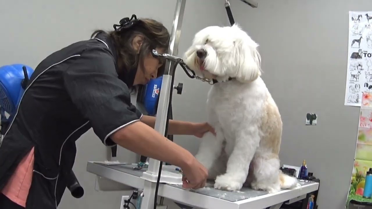 《 Tibetan terrier 》dog grooming, how to groom Tibetan terrier, dog groomer 犬のトリミング　チベタンテリア