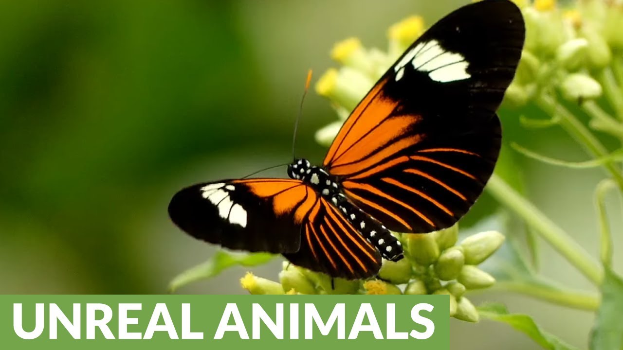 Red Postman Butterfly shows off stunning colors in rainforest