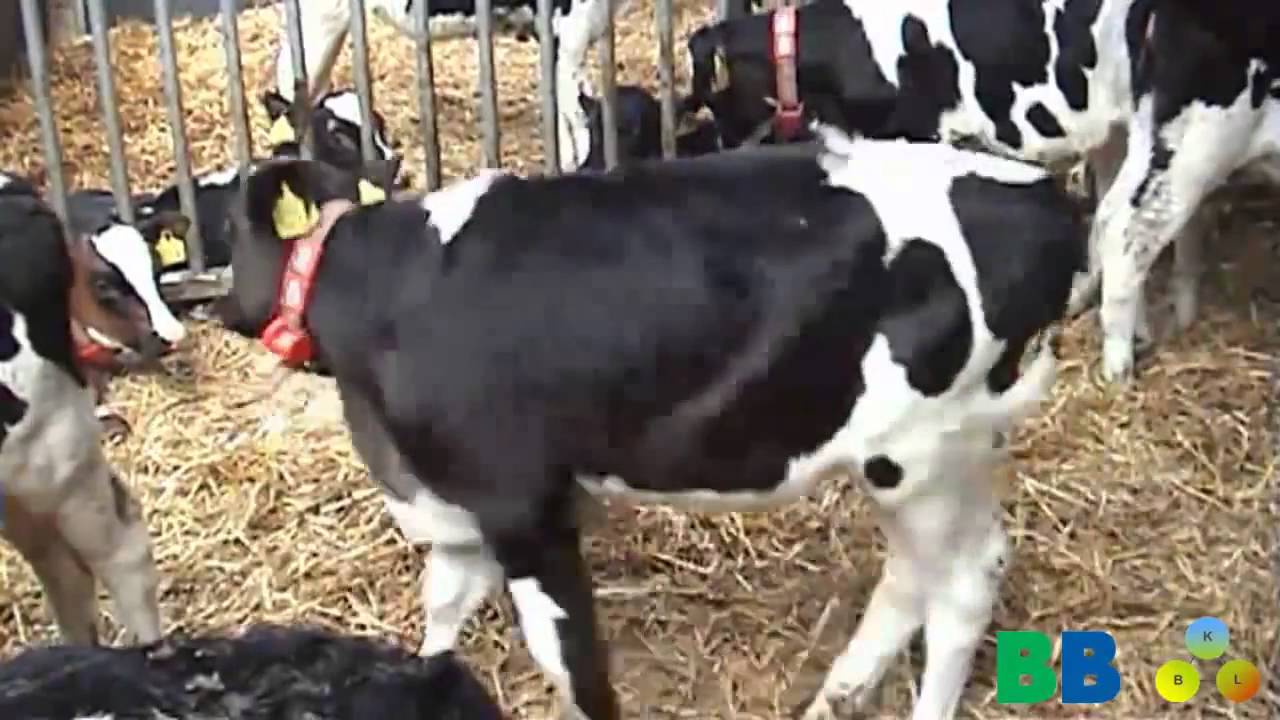 Duurzame Melkveetip 36  Huisvesting van ouder jongvee