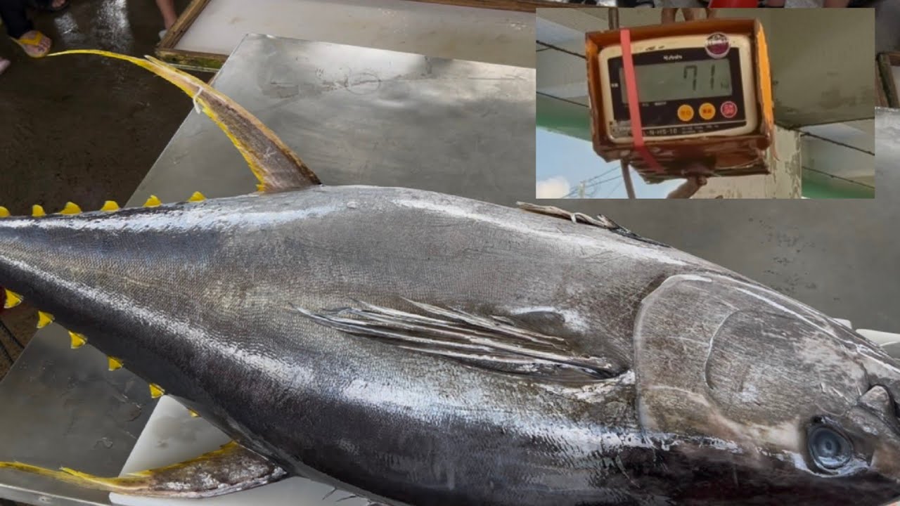 【でか！】沖縄南部の小さな港に、70キロ超え巨大マグロが現れた！