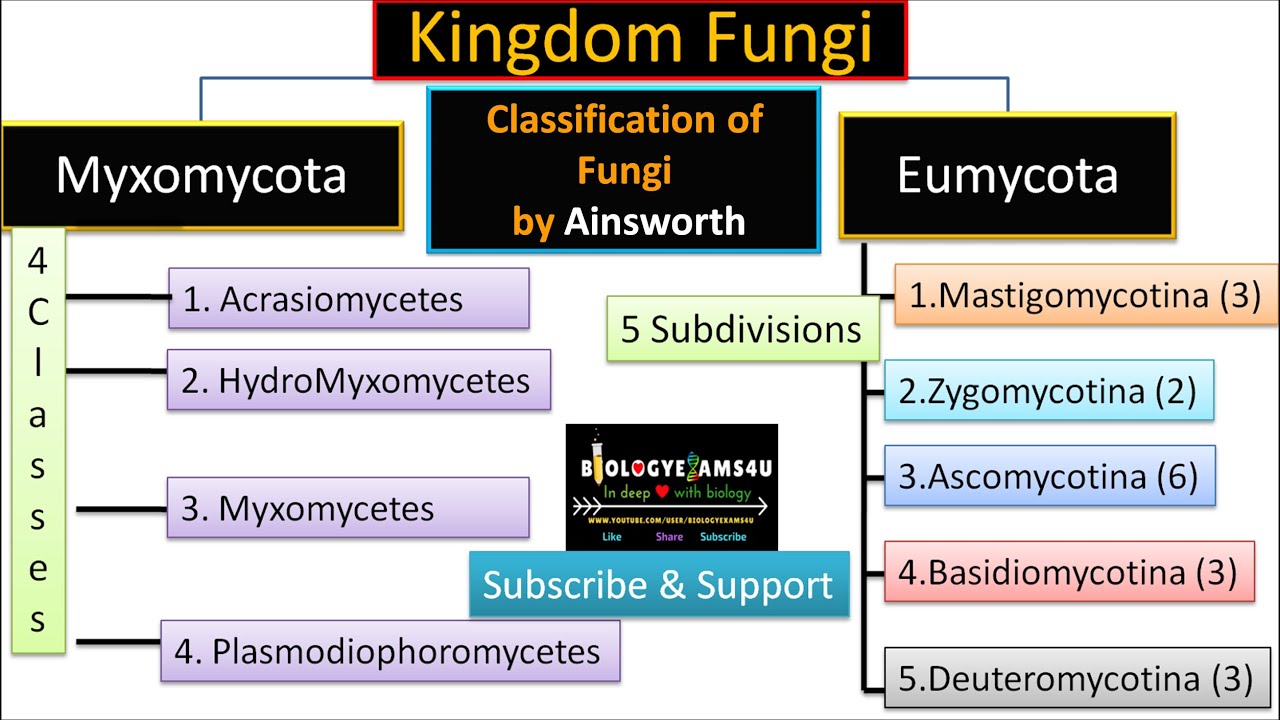 Ainsworth Classification of Fungi with Example || biologyexams4u