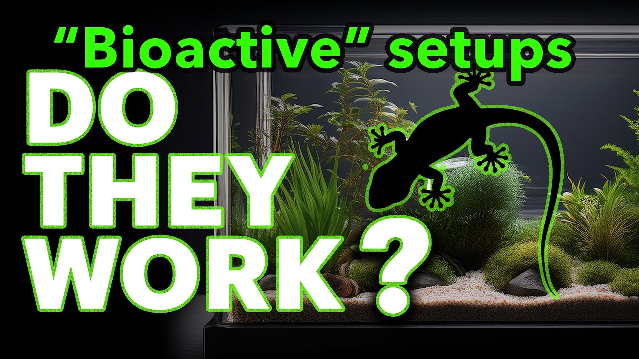 Bioactive Reptile Setups | Do They Work?