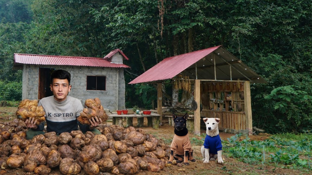 Wild Tuber from the Deep Forest – A Simple Ingredient Loved by Many