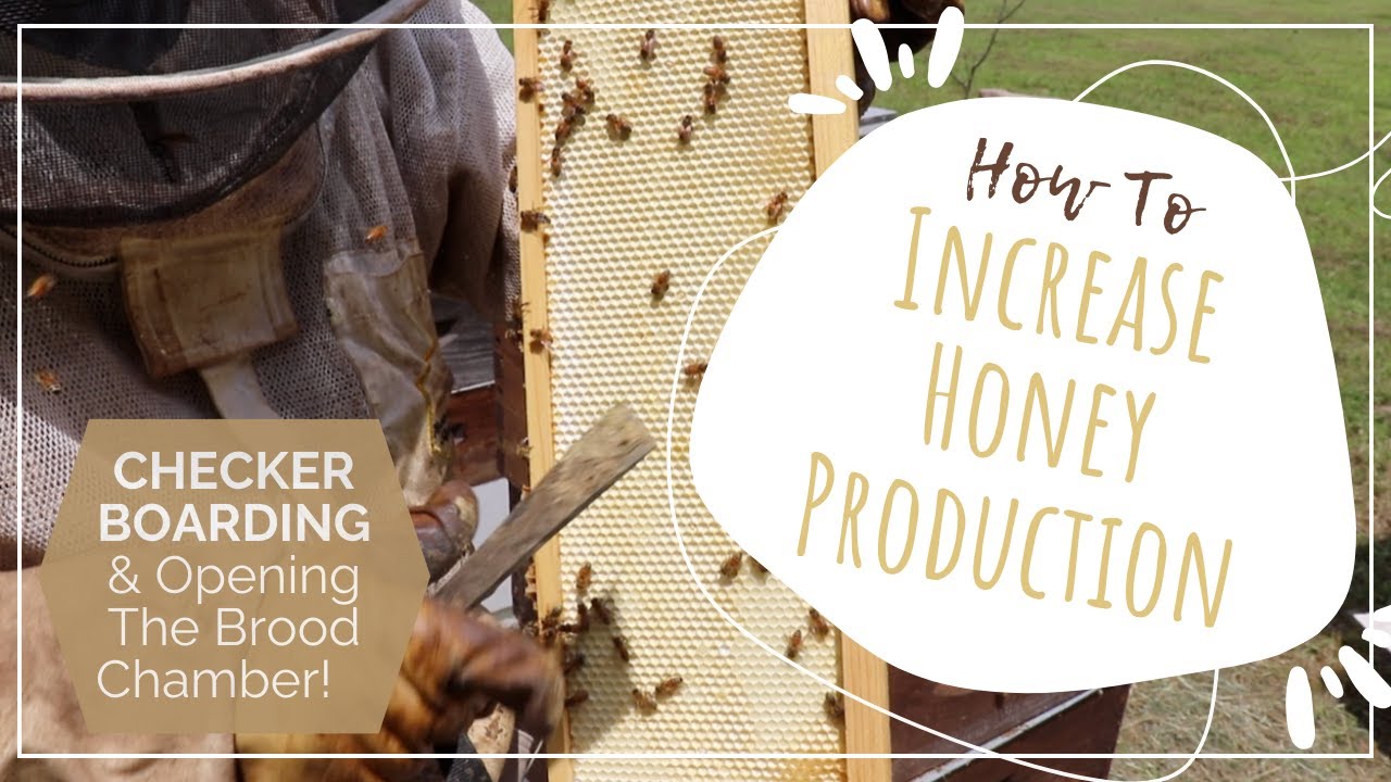 How to increase honey production: Checkerboarding and opening the brood chamber