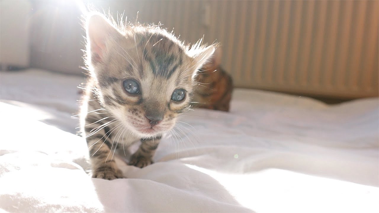 These Sweet Baby Kittens are Growing so Fast