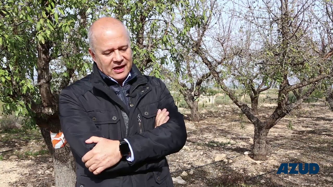 Poda del almendro en intensivo y súper intensivo [Entrevista Federico Dicenta grupo CEBAS-CSIC, 6/7]