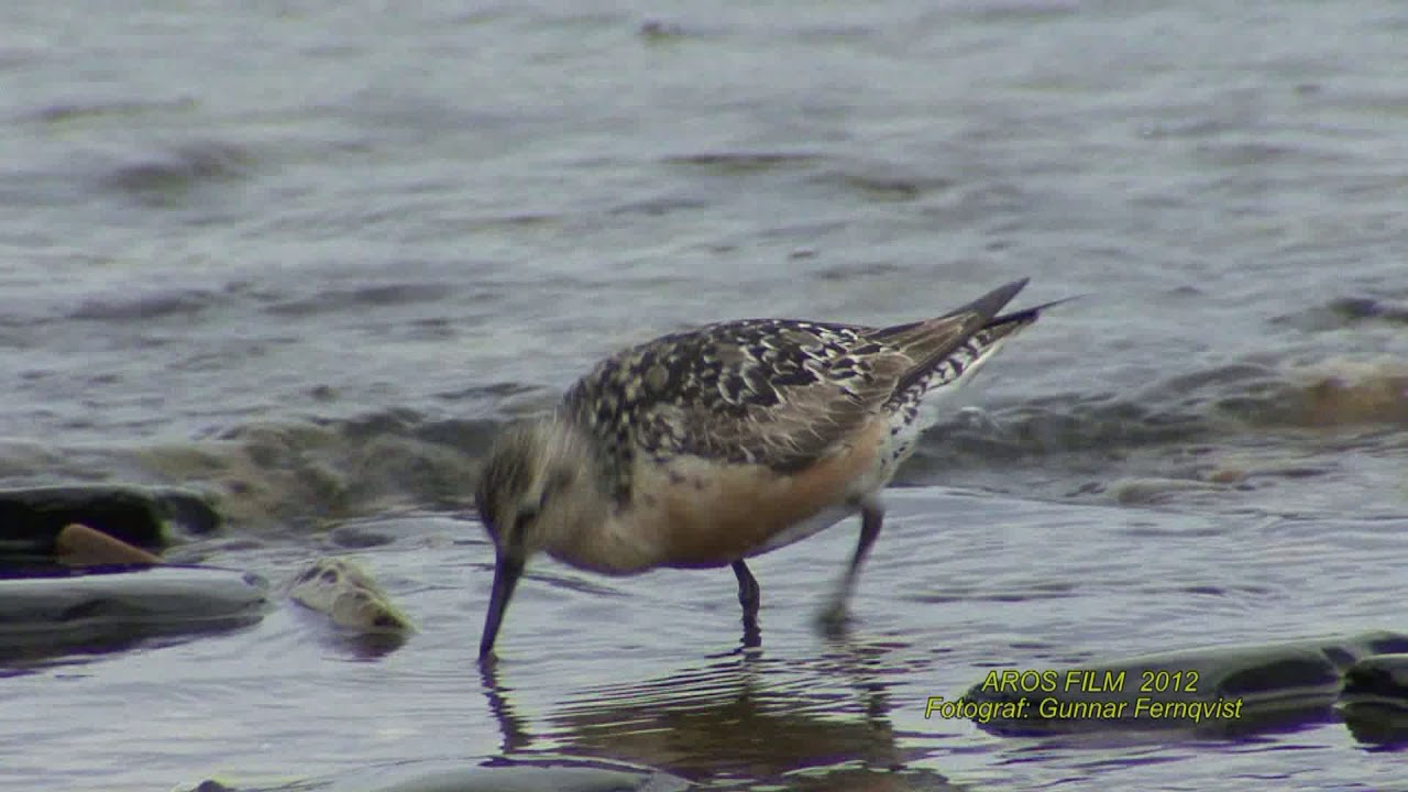 KUSTSN&Auml;PPA  Red Knot  (Calidris canutus)  Klipp - 2300