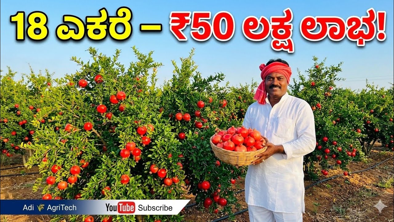 ವರ್ಷಕ್ಕೆ 50 ಲಕ್ಷ ಲಾಭ! 🔥18 ಎಕರೆ ದಾಳಿಂಬೆ ತೋಟ ಮಾದರಿ ರೈತನ ಯಶೋಗಾಥೆ | Pomegranate Farming Success Story