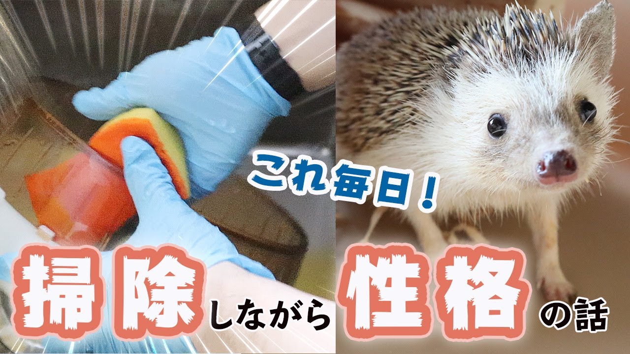 ハリネズミのケージを掃除しながら性格の話をします