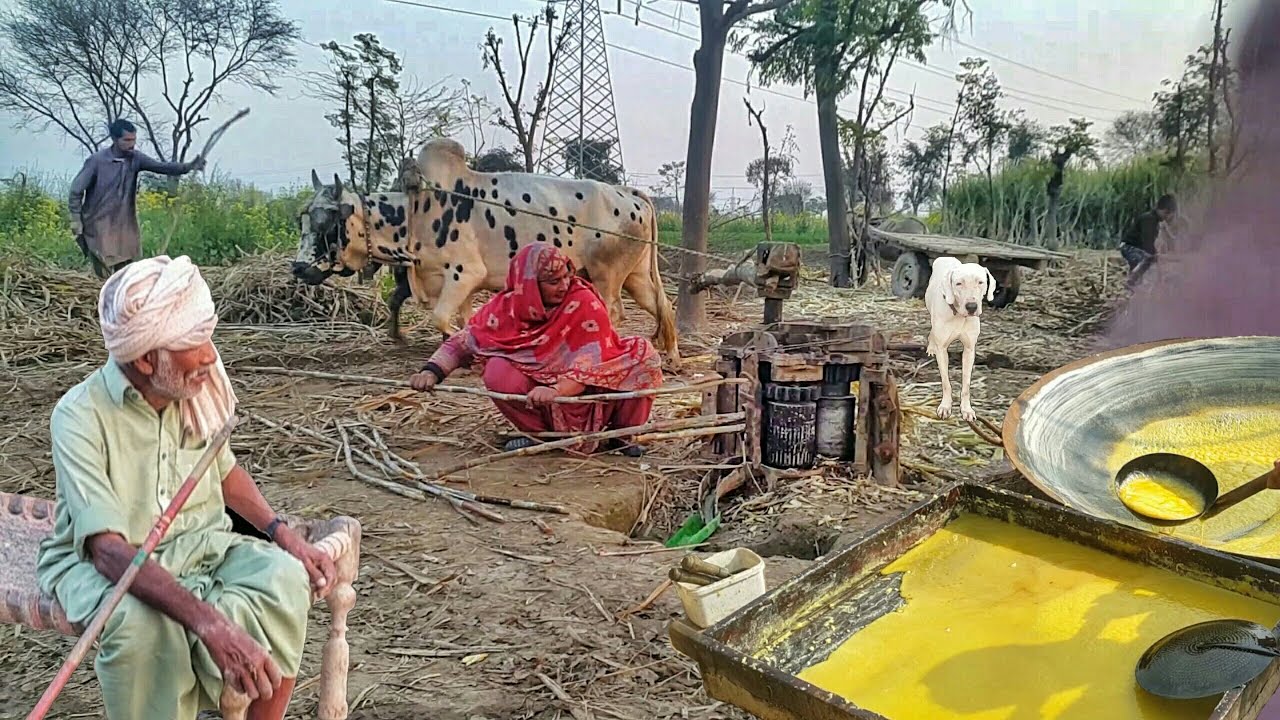 Village Woman Extracts Sugarcane Juice with Belna | Traditional Gur Making in Punjab