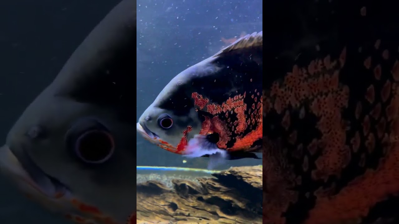 Tiger Oscar || big size Oscar Fish (@thefishandadeniumworld