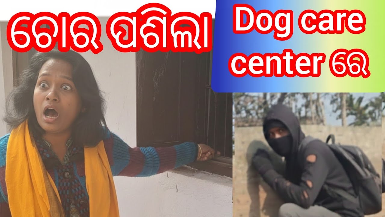 ପର୍ସିଆନ cat ଚୋର ନେଇଗଲେ //sentBarnard puppy in odisha//Labrador puppy in Odisha//