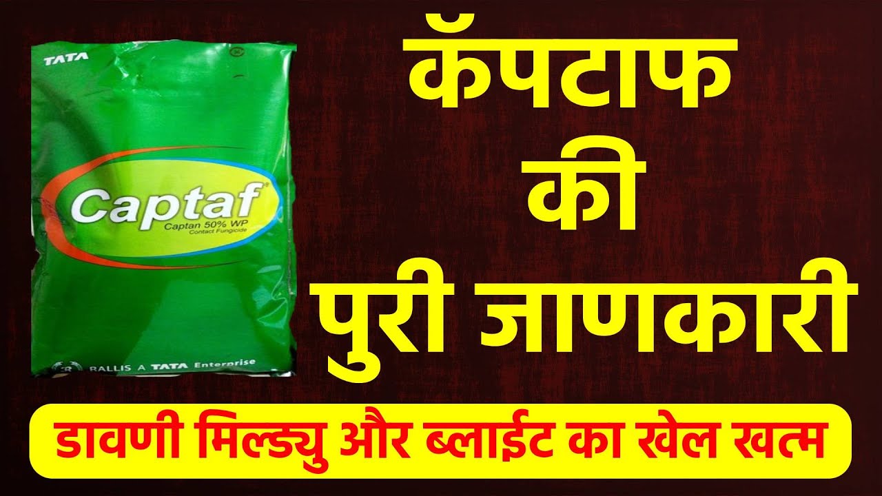Captaf/rallis india products/downy mildew fungicide