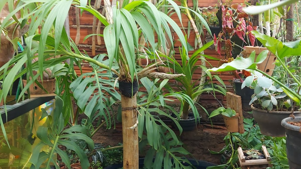 TOUR PELO NOVO ORQUIDÁRIO!!!