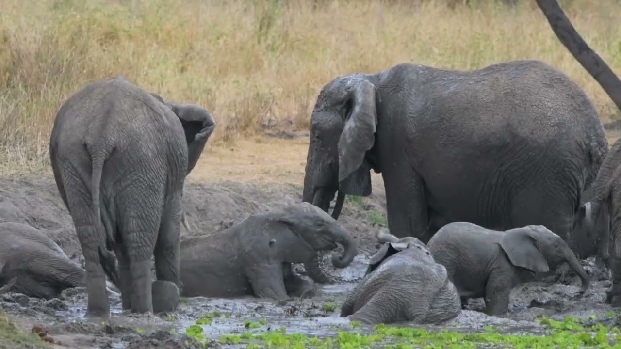 Safari_2025