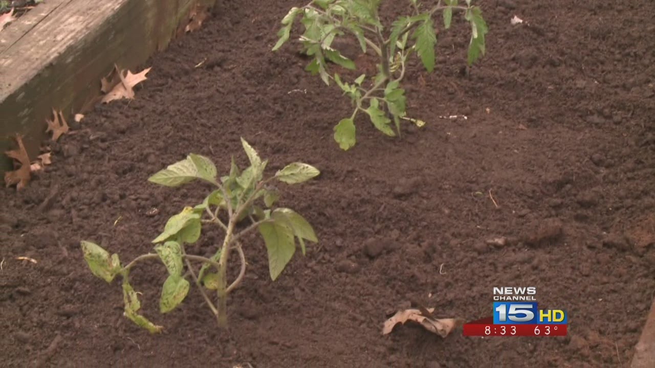 Green Thumb: Planting Tips