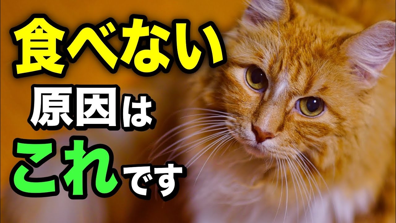 猫がフードを食べない理由を獣医師が解説します