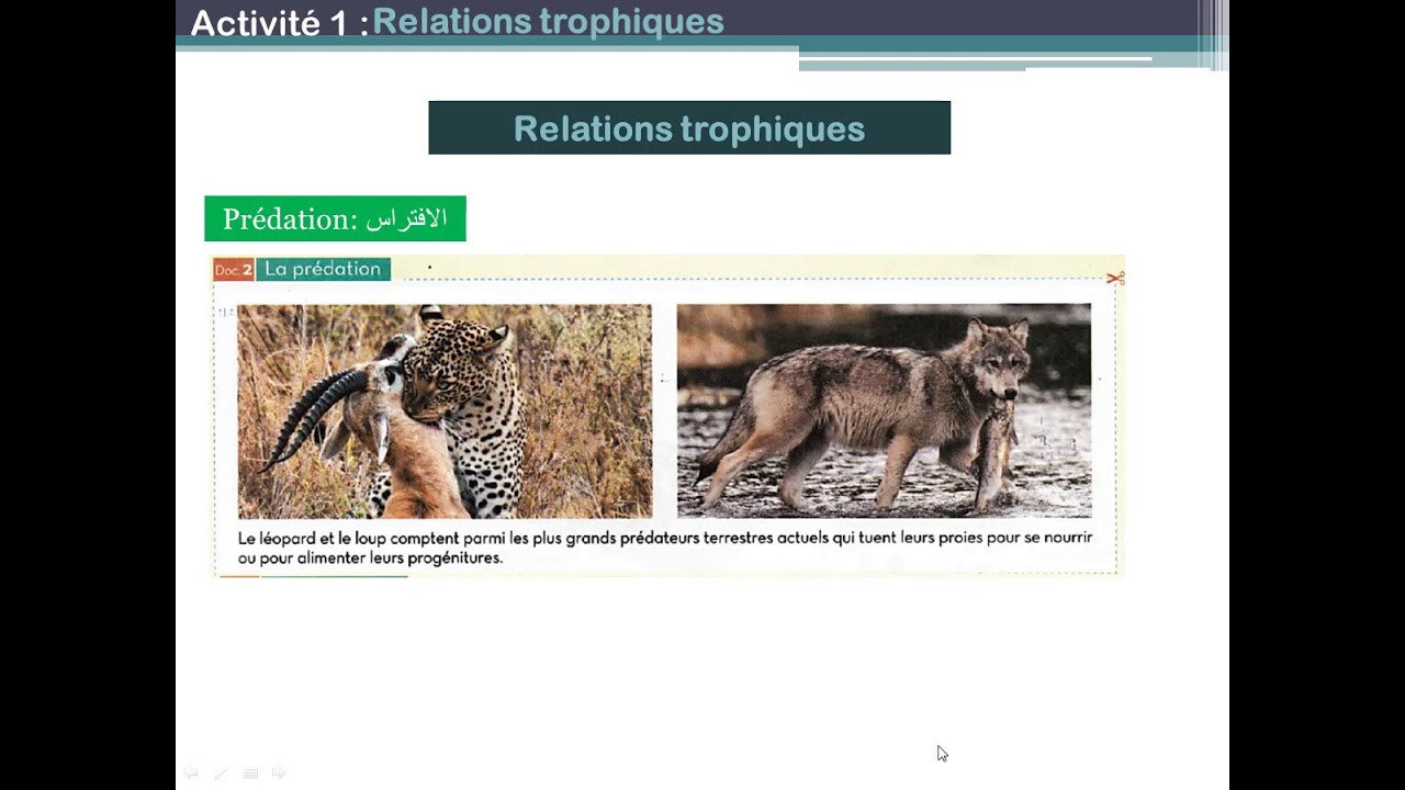 Relations trophiques (chapitre 4)