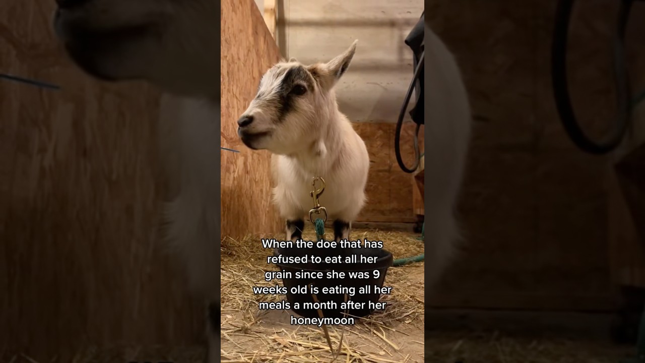 A sign of early pregnancy can be an increased appetite! She had twins! 