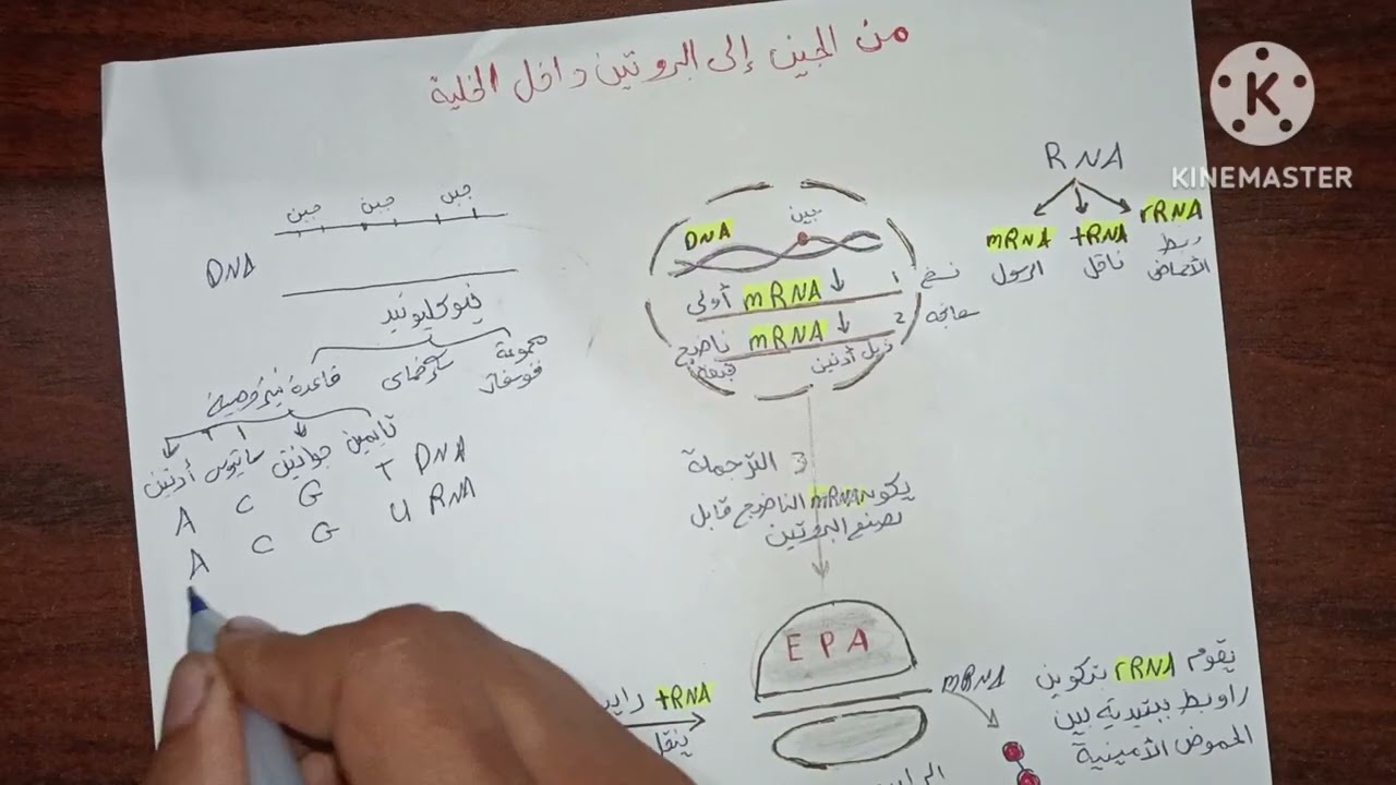 أ.خليل صيام / أحياء توجيهي/(مقدمة من جين إلى بروتين)