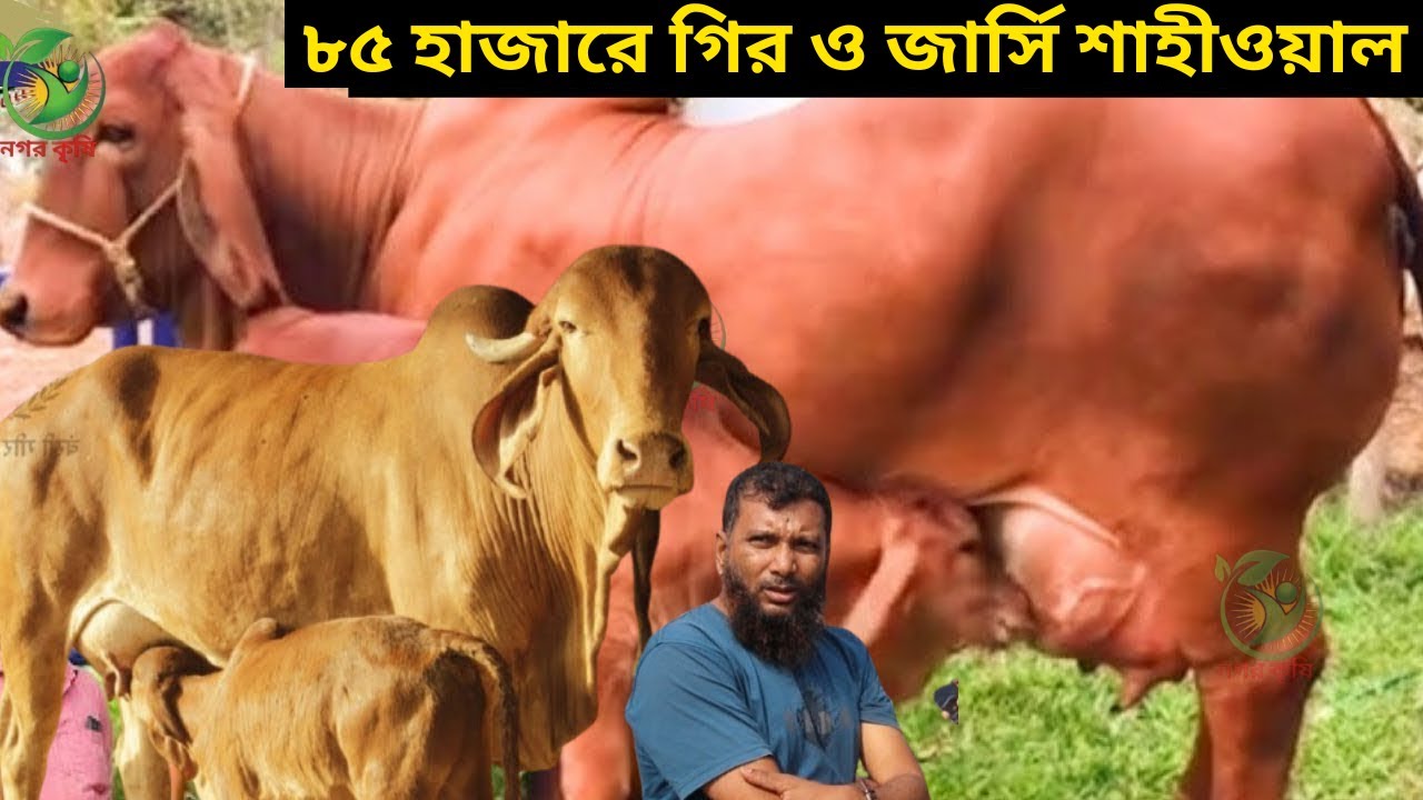৮৫ হাজারে গির ও জার্সি শাহীওয়াল ! রবিউল ভাইয়ের ছাগলের চেয়েও কম দামে ইন্ডিয়ান বর্ডার ক্রস গাভী