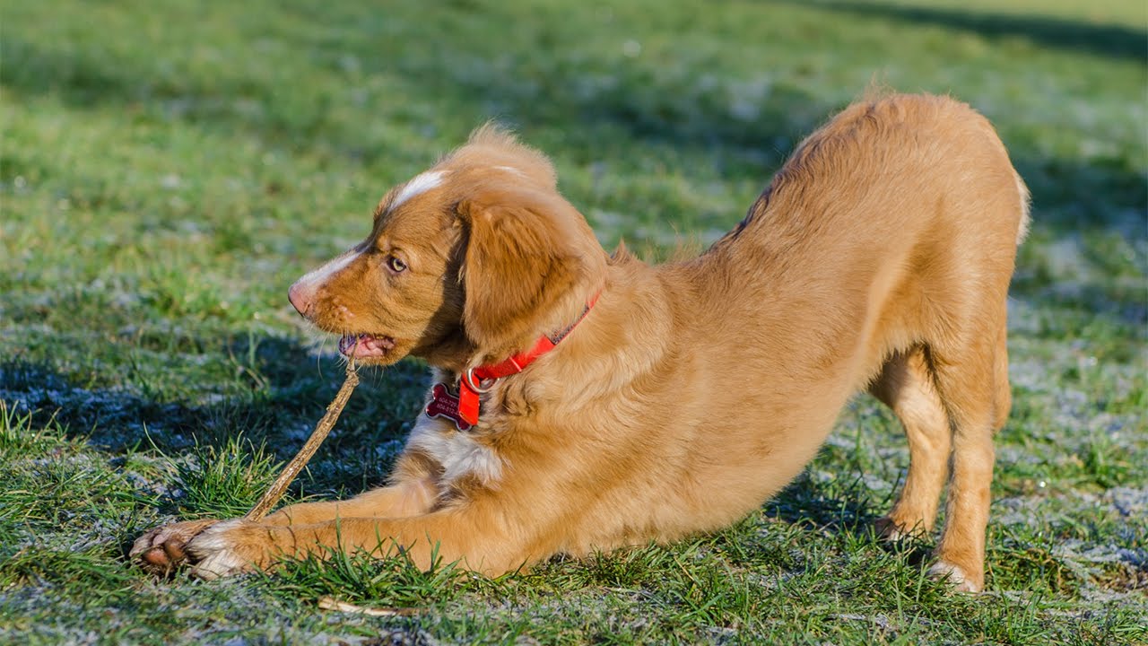 Alfie & Ziggy, Love At First Sight, Nova Scotia Duck Tolling Retriever Puppy and Labradoodle Puppy
