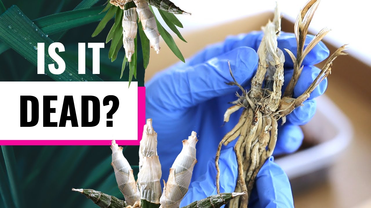 Catasetum Orchid Spring Maintenance - Dormancy, New Growth, Repots, Etc.