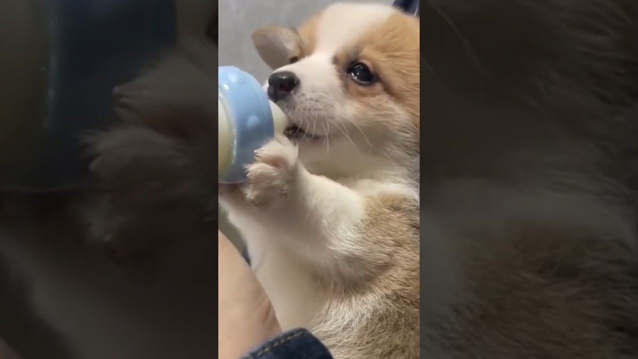 Just born puppy drinking milk from bottle #shots #viral