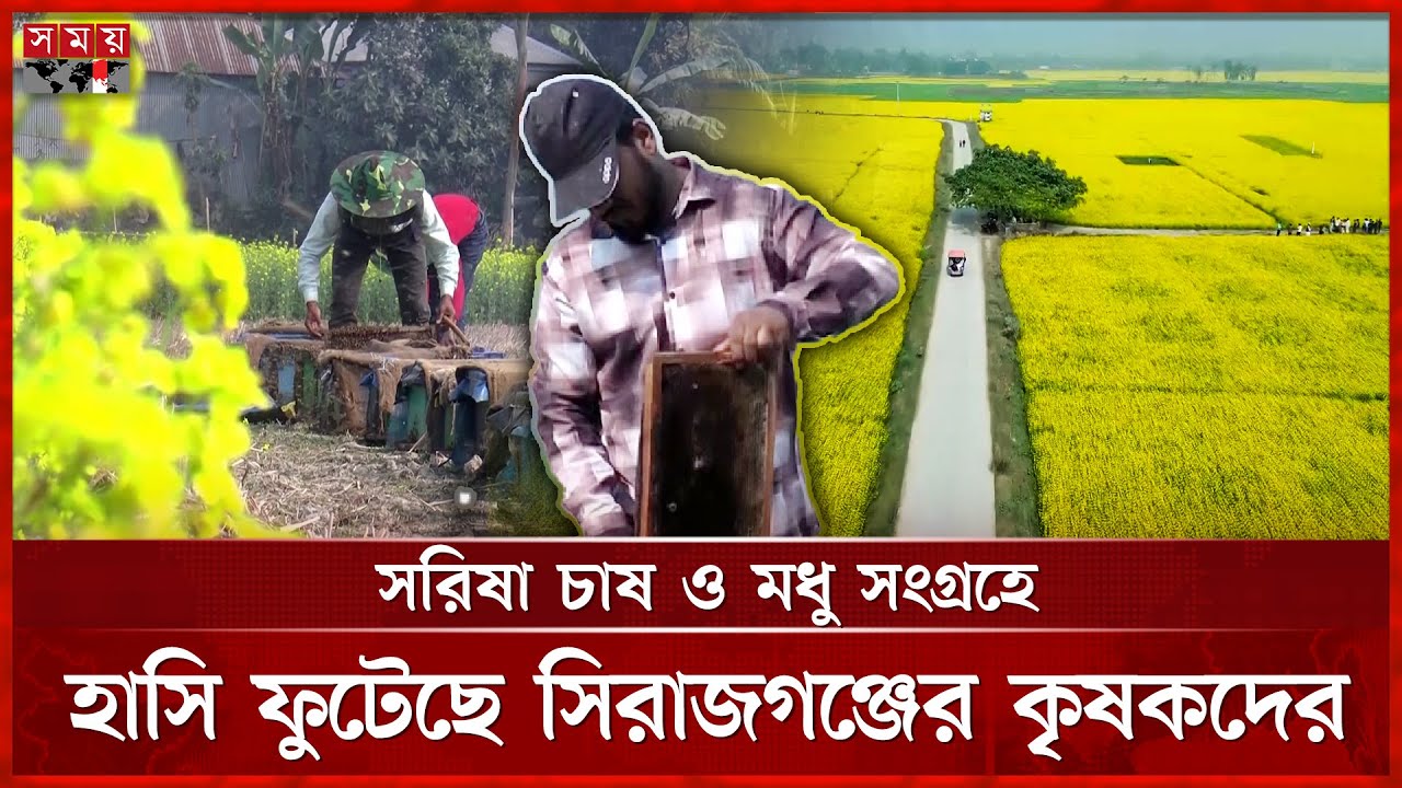 হলুদ ফুলে ছেয়ে গেছে মাঠ, ১১০০ কোটির বাজার! | Sirajganj | Honey Extraction | Mustard Cultivation