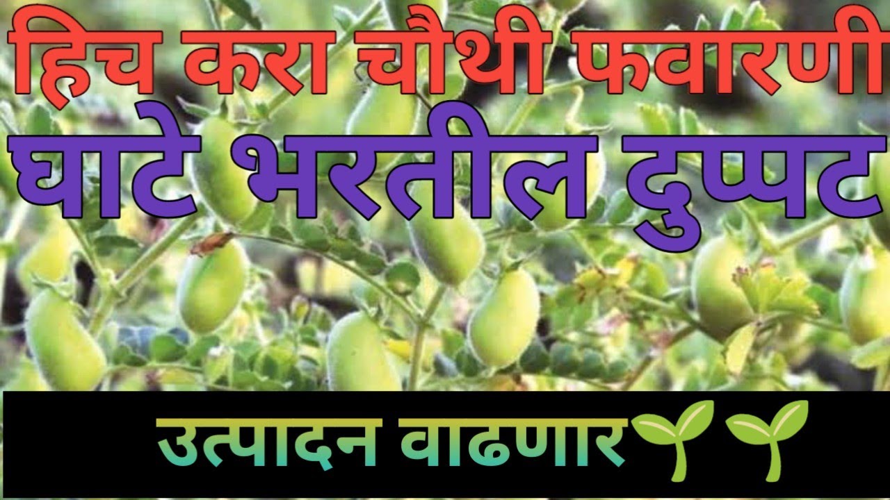 चना हरभरा चोथी फवारणी कॉम्बिनेशन
