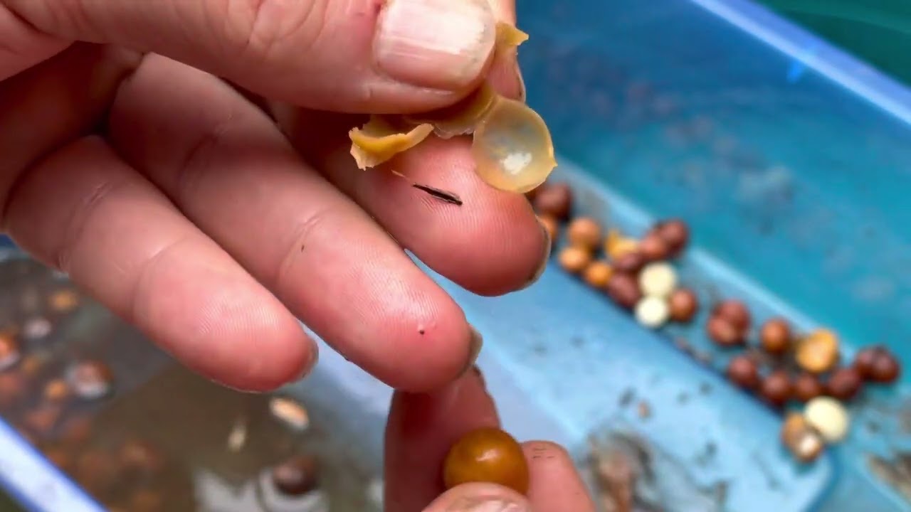 Dave’s veggie patch - how to prepare elephant garlic corms for planting