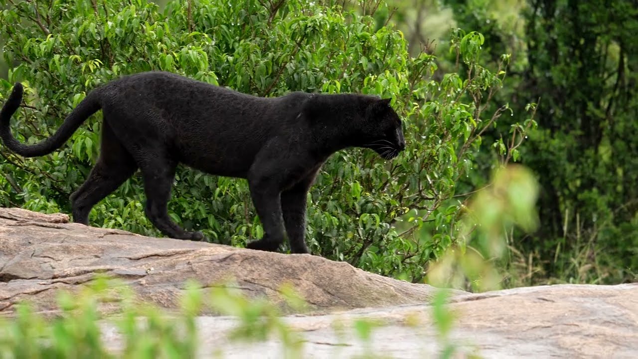 Searching for The Black Leopard