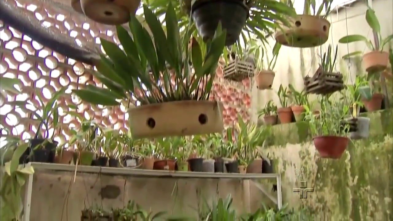Cultivo de orquídeas afasta estresse e depressão