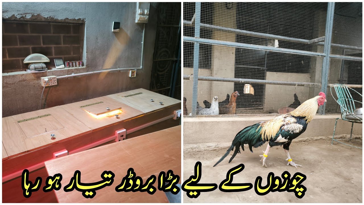 Dihat Se EP 137 Farming at Home - Making new brooder