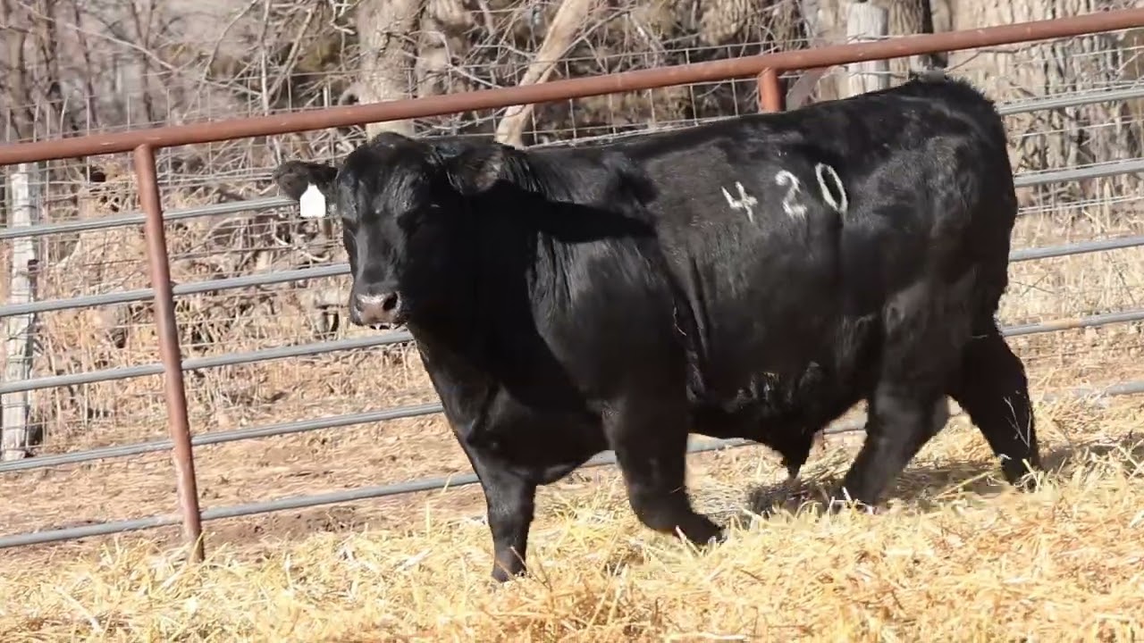 Lot 25