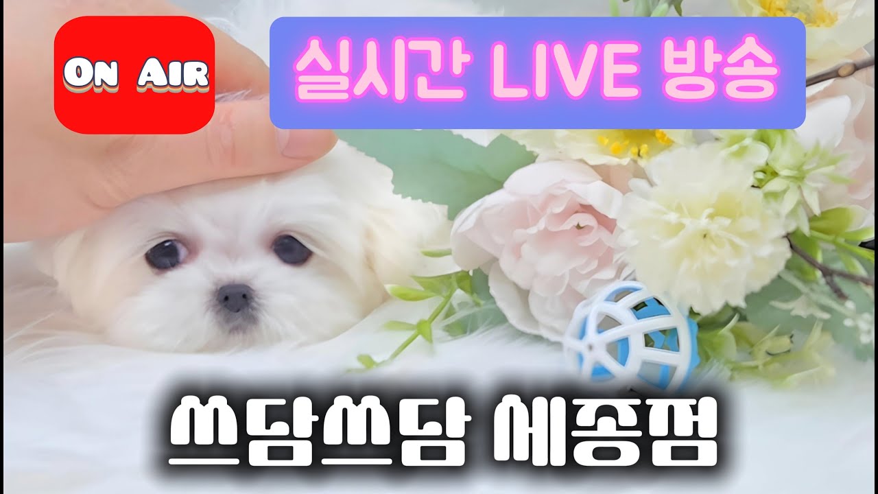 🐕 강아지 분양 상담 라이브 방송 | 건강한 아기강아지 실시간 확인 #강아지분양 #강아지 #라이브 #강아지입양