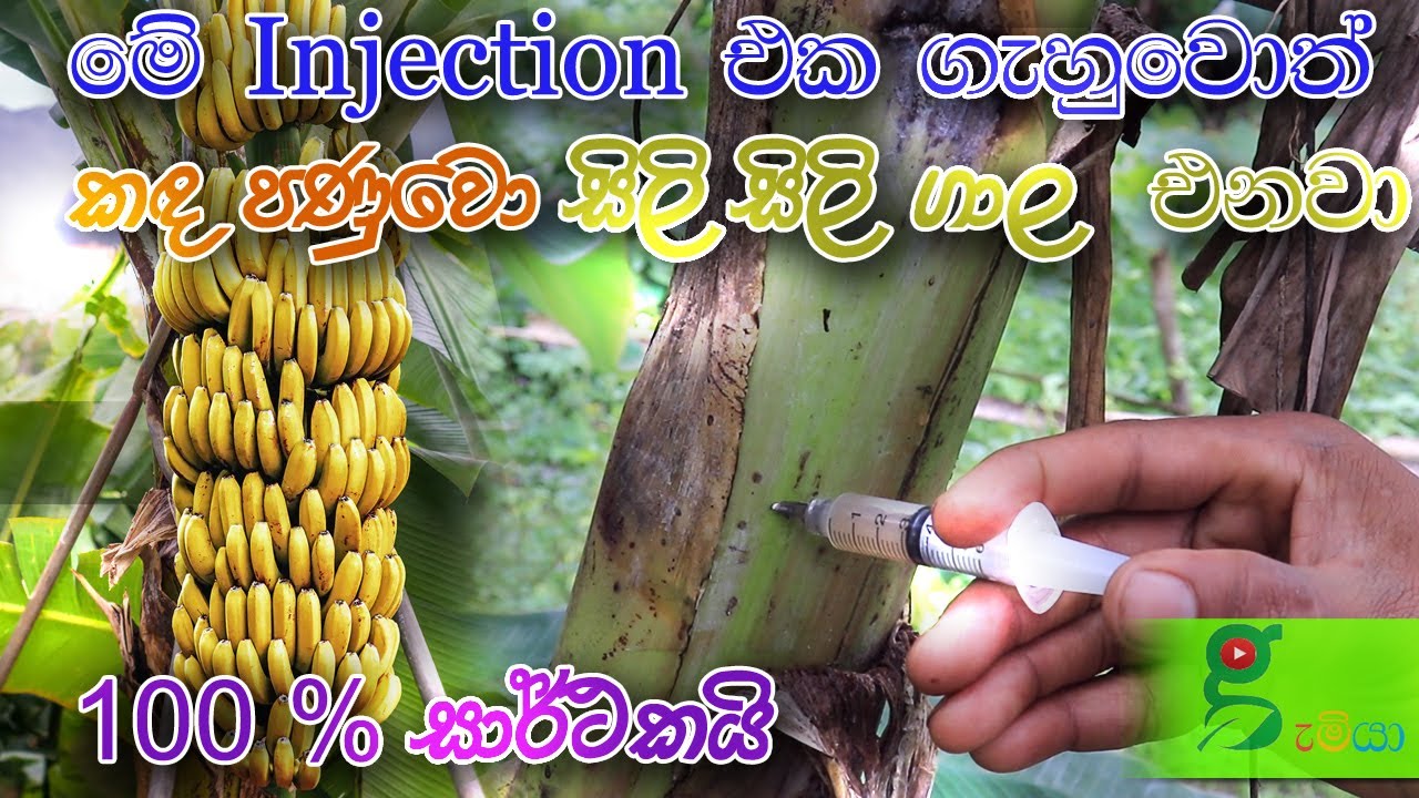128 කෙසෙල් වද පීදෙනවද ? කද පණුවොද ?  how to treat banana tree diseases