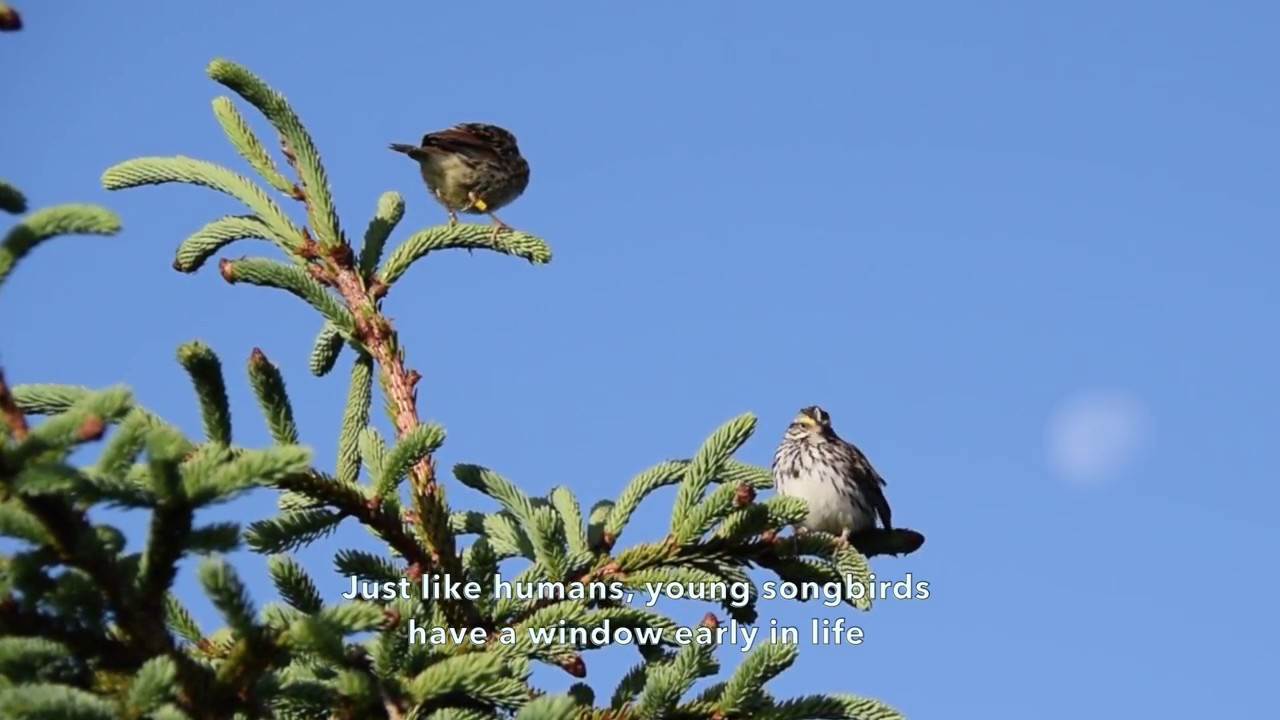Wild Birds Learn Songs from Experimental Vocal Tutors/Curr. Biol., Oct. 22, 2018 (Vol. 28, Issue 20)
